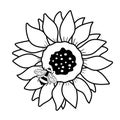 Black and white sunflower and honey bee. Outline botanical hand drawn illustration. Royalty Free Stock Photo