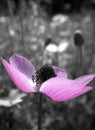 Black and white sunflower and poppy flower colored Royalty Free Stock Photo