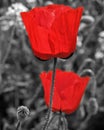 Black and white sunflower and poppy flower colored Royalty Free Stock Photo