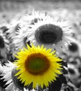 Black and white sunflower and poppy flower colored Royalty Free Stock Photo