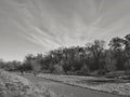 Black and white sunny day landscape by the forest with road