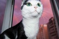 Black and white surprised and funny cat with big green eyes sits on the window against the pink sunset and looks at the owner with