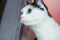 Black and white surprised and funny cat with big green eyes sits on the window against the pink sunset and looks at the owner with