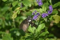 Black and White Swallowtail Butterfly on Purple Flowers Royalty Free Stock Photo