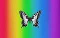 Black and white swallowtail butterfly on rainbow colorful background Royalty Free Stock Photo