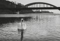 Black and white - Swan on the river with reflection in crystal blue water and bridge on background. Illuminated Swan posing on Royalty Free Stock Photo