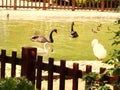 Black and white swans, puppies and adult ducks swim in the pond. Royalty Free Stock Photo