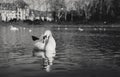 Black and white - Swans on the river with reflection in water and hotel on background in PieÃÂ¡ÃÂ¥any city. Illuminated Swan posing Royalty Free Stock Photo