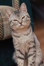 Black and white tabby cat with orange eyes. The cat is sitting on the floor near a sofa or chair. The animal is squinting at the