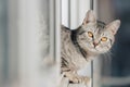 A black and white tabby cat stands with its front paws at the edge of the window and looks out into the street in bright sunny Royalty Free Stock Photo