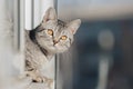 A black and white tabby cat stands with its front paws at the edge of the window and looks out into the street in bright sunny Royalty Free Stock Photo