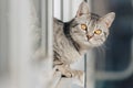 A black and white tabby cat stands with its front paws at the edge of the window and looks out into the street in bright sunny Royalty Free Stock Photo