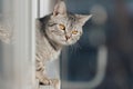 A black and white tabby cat stands with its front paws at the edge of the window and looks out into the street in bright sunny Royalty Free Stock Photo