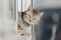 A black and white tabby cat stands with its front paws at the edge of the window and looks out into the street in bright sunny Royalty Free Stock Photo