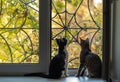 Black and white and tabby cats sitting on the window sill Royalty Free Stock Photo