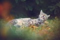 Black and white tabby house cat laying in the sunny garden, cleaning itself. Adult kitten in the grass licking its paw, eyes Royalty Free Stock Photo