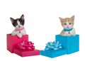 Kittens wearing collars sitting in present boxes, isolated Royalty Free Stock Photo