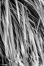 Black and white tail of variegated ornamental grass