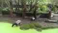 Black White Tapir is drinking in a neon green lake, a gibbon is hanging in the tree