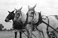 Black and White: Team of three harnessed mules