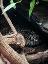 A black and white tegu lizard laying in a tree trunk in a cave Royalty Free Stock Photo