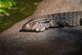 Black and White Tegu Lizard Royalty Free Stock Photo