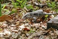 Black and white Tegu roaming in natural habitat, Pantanal Wetlands, Mato Grosso, Brazil