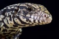 Black and white tegu (Salvator merianae)