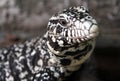 Black and White Tegu Salvator merianae