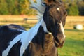 Black and White Tennessee Walker Horse Royalty Free Stock Photo