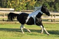 Black and White Tennessee Walker Horse Royalty Free Stock Photo
