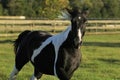 Black and White Tennessee Walker Horse Royalty Free Stock Photo