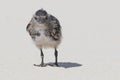 Sooty Tern on Michaelmas Cay