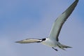 Sooty Tern on Michaelmas Cay