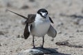 Sooty Tern on Michaelmas Cay