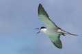 Sooty Tern on Michaelmas Cay