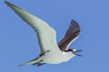 Sooty Tern on Michaelmas Cay