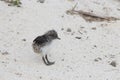 Sooty Tern on Norfolk Island