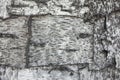 Black and white texture of birch bark. Wooden wall covered with birchbark