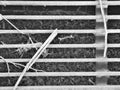 Black and white texture of a manhole grate Royalty Free Stock Photo