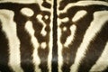 Black and white texture pattern of an original zebra skin Royalty Free Stock Photo