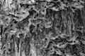 Black and white textured camouflage lichen growing on tree bark