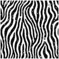 Black and White Textured Zebra Stripe Pattern Background stripes Royalty Free Stock Photo