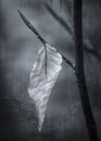 Black and white texturized artistic photo of dying leaf still clinging to branch
