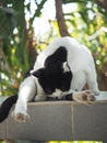 black and white Thai cat shorthair stay relaxing yawn Royalty Free Stock Photo