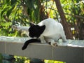 black and white Thai cat shorthair stay relaxing yawn Royalty Free Stock Photo