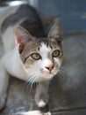 black and white Thai cat shorthair stay relaxing yawn Royalty Free Stock Photo