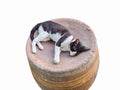 A black and white Thai cat sleeping on an upside-down water jar Royalty Free Stock Photo
