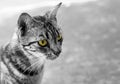 Black and white thai cat with yellow eyes Royalty Free Stock Photo