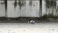 Black and white Thai dog lying street. Royalty Free Stock Photo
